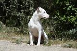 PARSON RUSSEL TERRIER 173